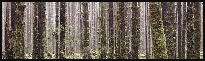 Moss Laden Trees of the Hoh Rainforest, Washington — Trees work by Maria Drazilov