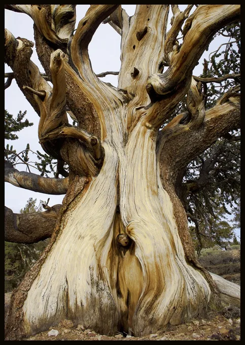 The Old Man in the Tree — Trees work by Maria Drazilov